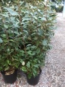 Eleagnus Ebbingeii  7.5L