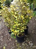 Eleagnus Ebbingeii 'Gilt Edge'