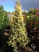 Eleagnus Ebbingeii 'Gilt Edge' cone 2m