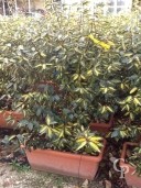 Eleagnus Ebbingeii 'Gilt edge'  instant hedge