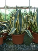 Agave Amer 'Variegata'    LV40