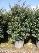 Eleagnus Ebbingeii 130Ltr bush