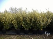 Eleagnus Ebbingeii 'Lime Light'