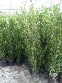 Laurus Nobilis 1,50-1,75 10l