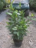 Laurus Nobilis  5Ltr 50cm