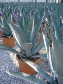 Agave Americana    LV20