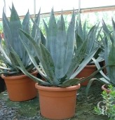 Agave Americana    LV40