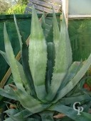 Agave Americana Extra