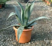 Agave Americana  LV12