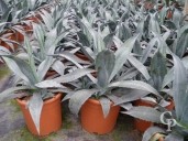 Agave Americana  LV12