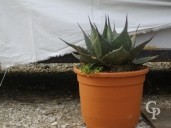 Agave Havardiana LV10