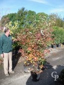 Amelanchier Canadensis  1,50   18L