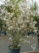 Amelanchier Canadensis Multi-Stem  70L