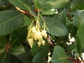 Arbutus Unedo Foliage