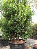 Arbutus Unedo  Multi-Stem  3,00