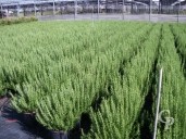 Rosemarinus Officinalis    40-60 10l