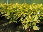 Aucuba Jap 'Crotonifolia Gold'    10l