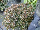 Azalea Jap 'Johanna'   20l