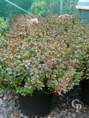 Azalea Jap 'Johanna'    20l