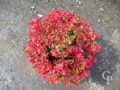 Azalea Japonica Full Flower