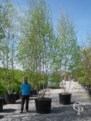 Betula  'Alba' 6,00 Multi-Stem