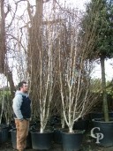 Betula  Utilis Jacquemontii  110l 4,4 5m