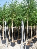 Betula 'Alba'    12-14   50l