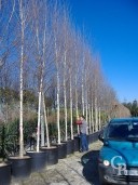 Betula 'Alba'    5,00 -6,00