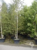 Betula 'Alba'   20-25