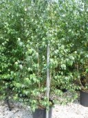 Betula 'Alba'   3,00-3,50  35l