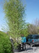 Betula 'Alba'   6,00 Multi-Stem