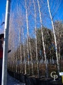 Betula 'Alba' Feathered 4,50 Mtr