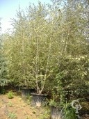 Betula 'Alba'  Multi Stem 5,00mtr Plus