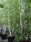 Betula 'Alba' Multi-Stem 5,00