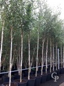 Betula