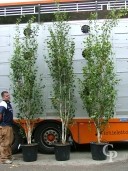 Betula Jacquemontii     3,00-3,50  Multi-Stem 50l