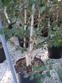 Betula Jacquemontii    3-3,50  Multi-Stem   50l