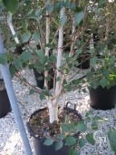 Betula Jacquemontii    3-3,50  Multi-Stem   50l