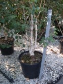 Betula Jacquemontii    3-3,50 Multi-Stem  50l