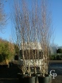 Betula Jacquemontii    4,50 Multi-Stem 110l