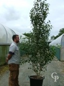 Betula Jacquemontii   Multi-Stem