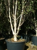 Betula Jacquemontii   Stem Bark