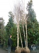 Betula Jacquemontii  14-16  Rb