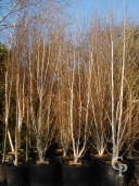 Betula Multi Stem