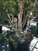 Betula Jacquemontii  4,50 110l