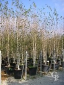 Multi Stem Betula