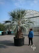 Butia Capitata