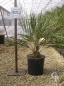 Butia Capitata  C18 60-80cm