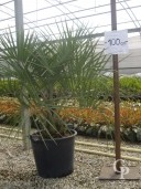 Butia Capitata   C30 80-100cm