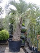 Butia Capitata